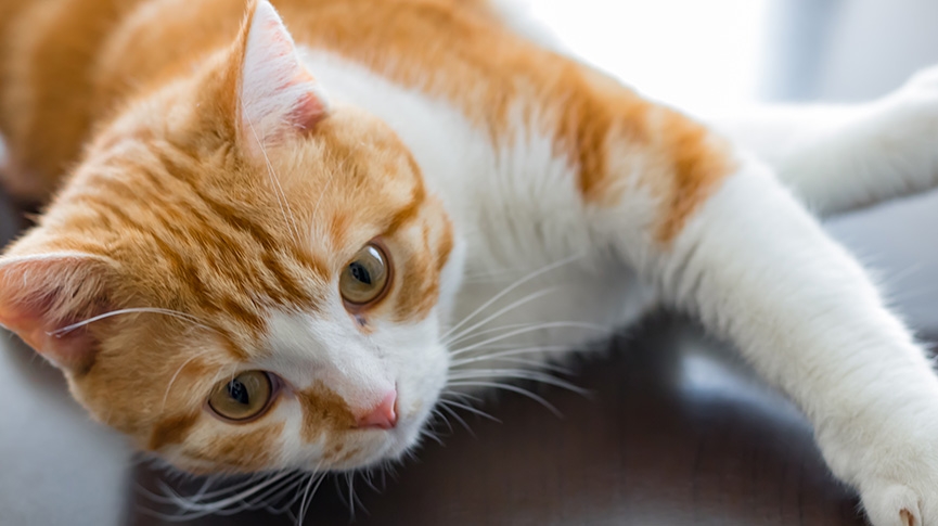 貓心臟病全剖析-先兆-症狀和壽命-診斷貓心臟肥大與心衰竭